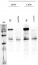 PRP39a | pre-mRNA-processing factor 39